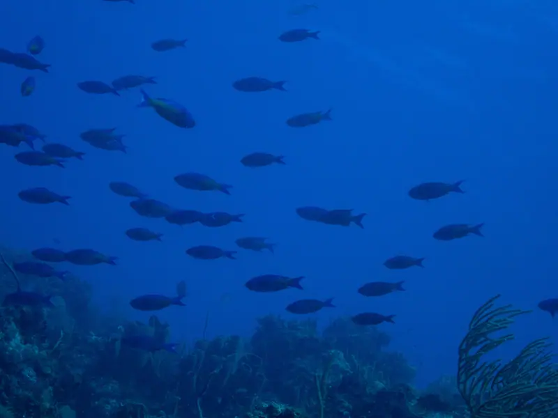 Creole Wrasse (Bodianus parrae)