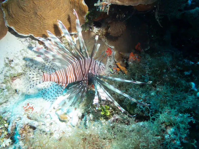 Common Lionfish (Pterois volitans)