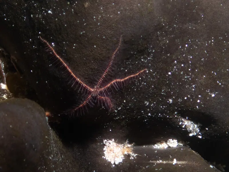 Sponge Brittle Star (Ophiothrix suensonii)