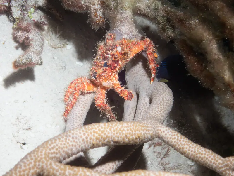 Hairy Clinging Crab (Amphithrax pilosus)