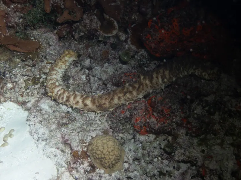 Tiger Tail Sea Cucumber (Holothuria thomasi)