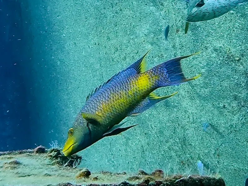 Spanish Hogfish (Bodianus rufus)