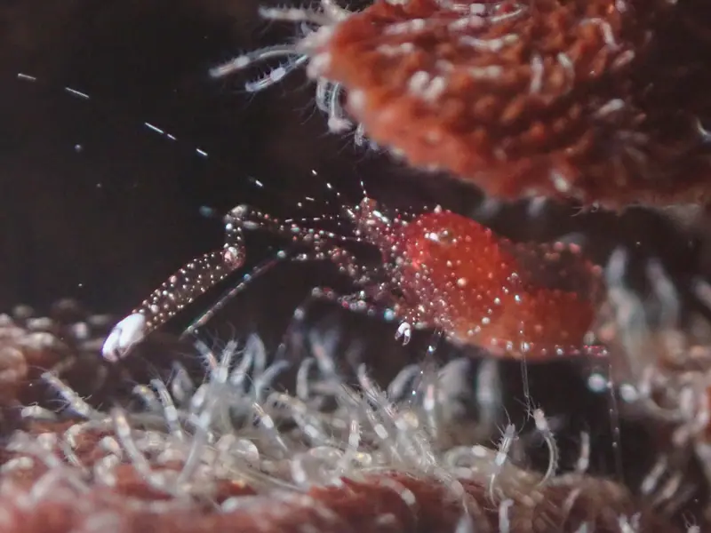 Periclimenes harringtoni (Periclimenes harringtoni)