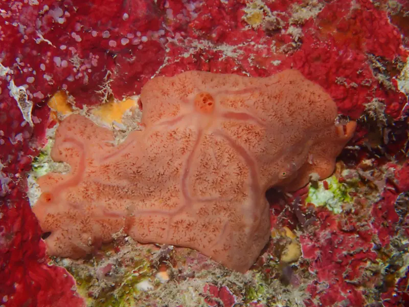 Spirastrella hartmani (Spirastrella hartmani)