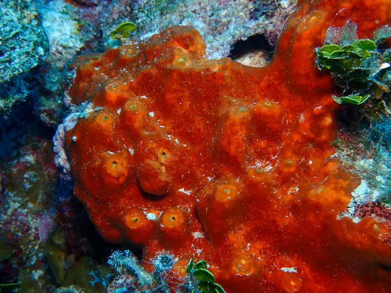 Brown Encrusting Octopus Sponge (Ectyoplasia ferox)