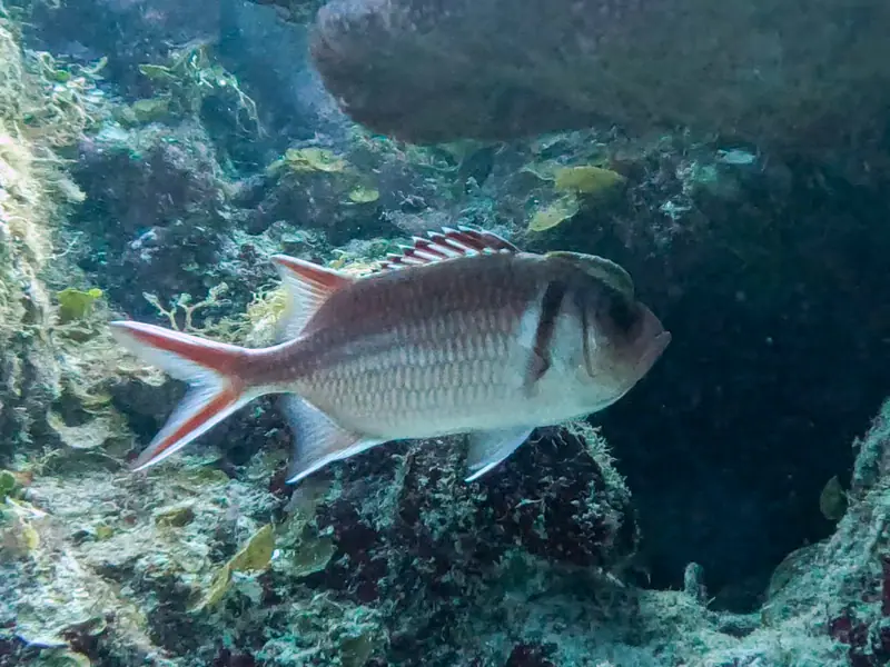 Blackbar Soldierfish (Myripristis jacobus)