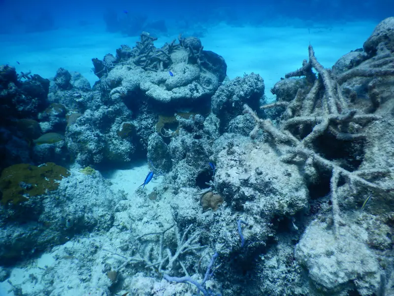 Blue Chromis (Azurina cyanea)
