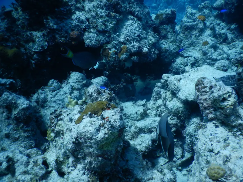 Grey Angelfish (Pomacanthus arcuatus)