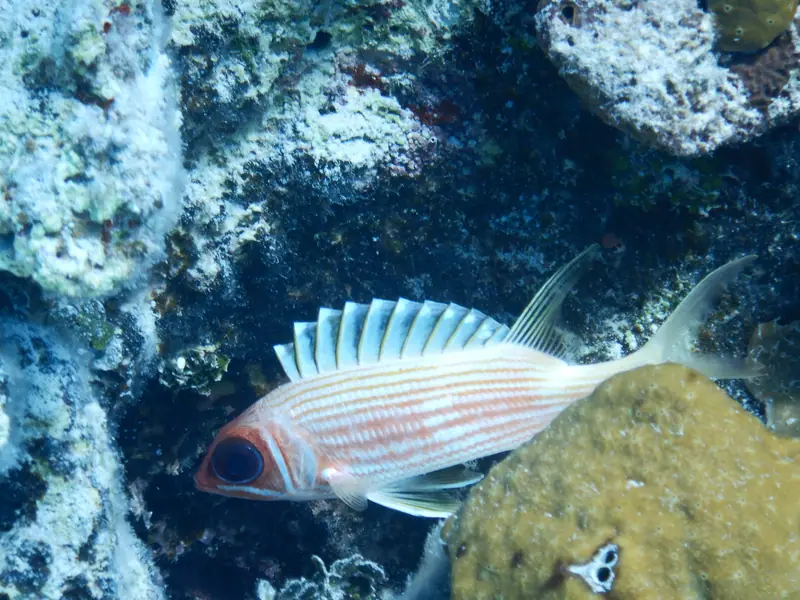 Nassau