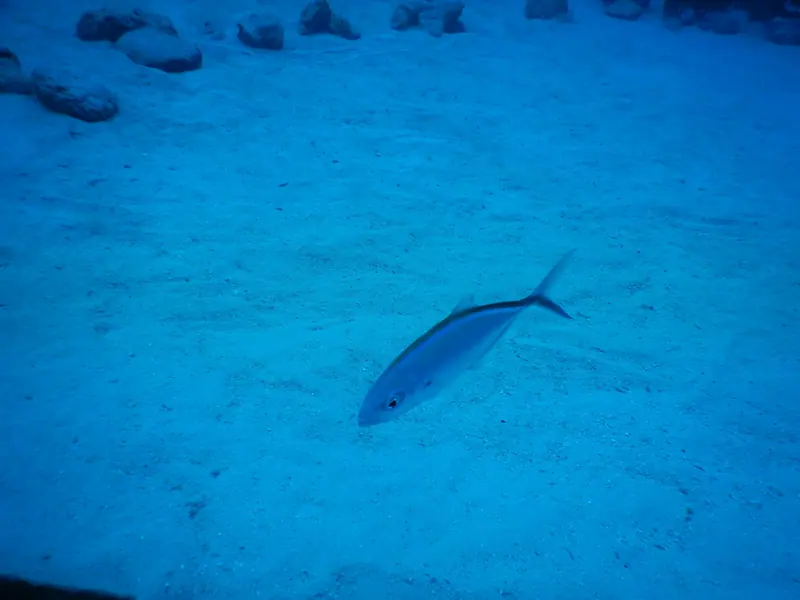Bar Jack (Caranx ruber)