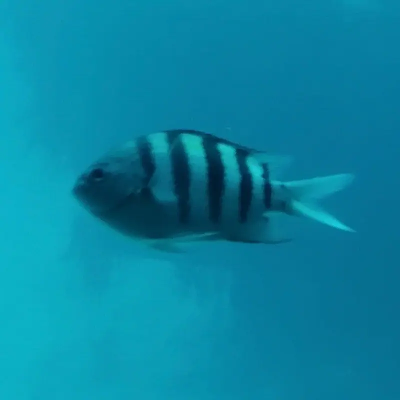 Atlantic Sergeant Major (Abudefduf saxatilis)