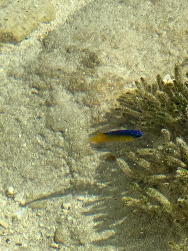 Beaugregory (Stegastes leucostictus)