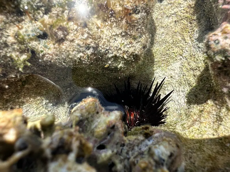 Atlantic Rock-boring Urchin (Echinometra lucunter)