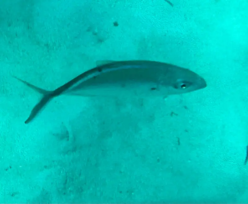 Bar Jack (Caranx ruber)
