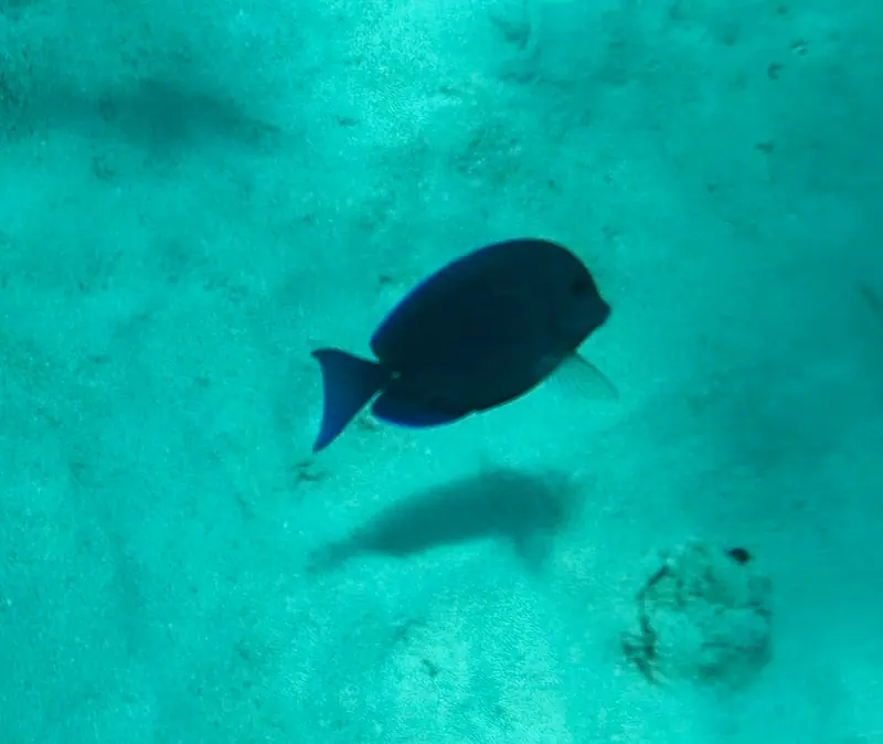 Atlantic Blue Tang (Acanthurus coeruleus)