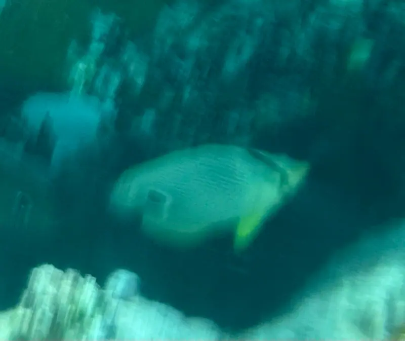 Four-eyed Butterflyfish (Chaetodon capistratus)