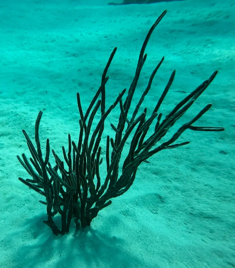 Angular Sea Whip (Pterogorgia anceps)