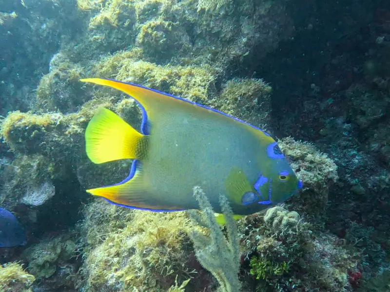 Queen Angelfish (Holacanthus ciliaris)