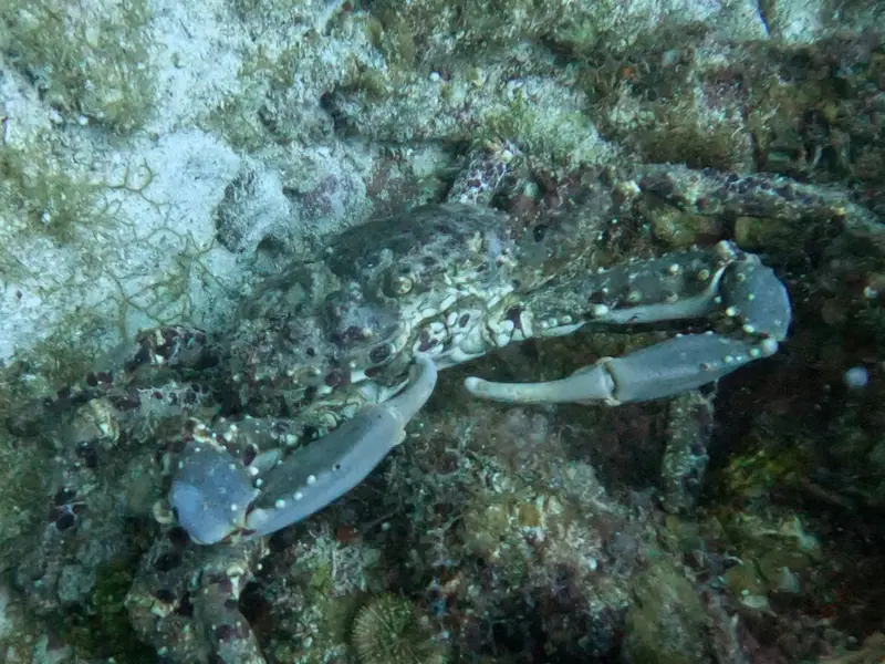 West Indian spider crab (Maguimithrax spinosissimus)