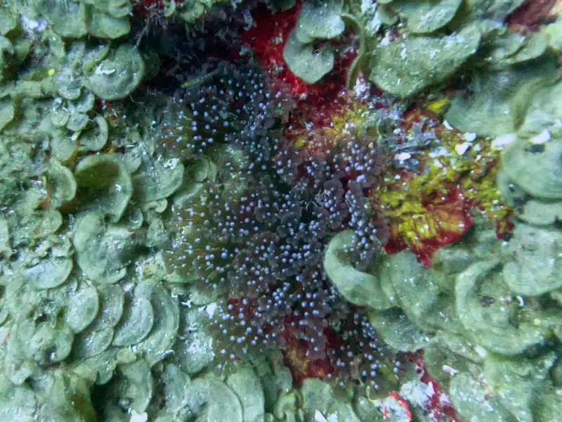 Branching Anemone (Lebrunia neglecta)