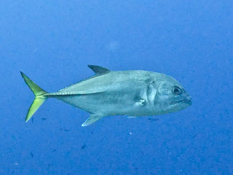 Horse-eye Jack (Caranx latus)