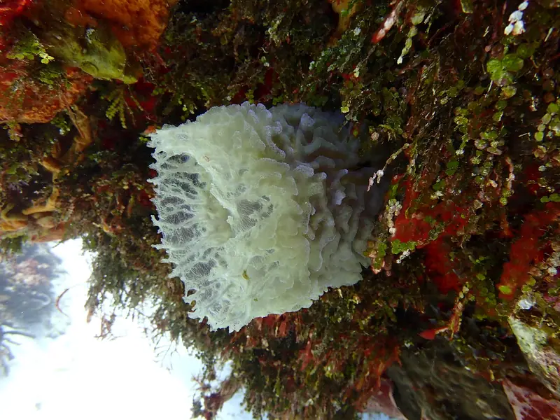 Azure Vase Sponge (Callyspongia plicifera)