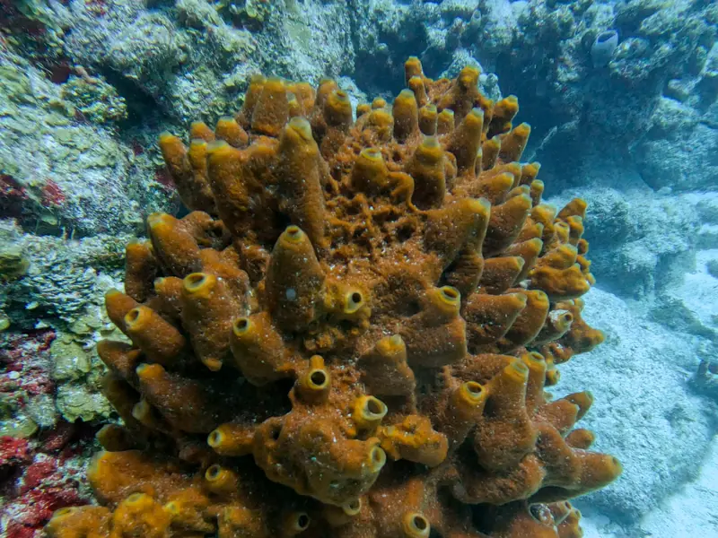 Brown Encrusting Octopus Sponge (Ectyoplasia ferox)