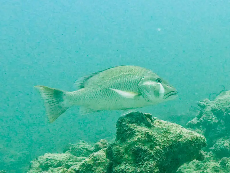 Dog Snapper (Lutjanus jocu)