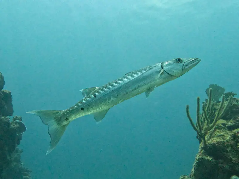 Great Barracuda (Sphyraena barracuda)