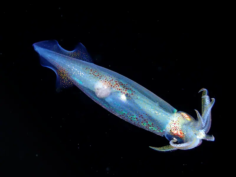 Slender Inshore Squid (Doryteuthis pleii)