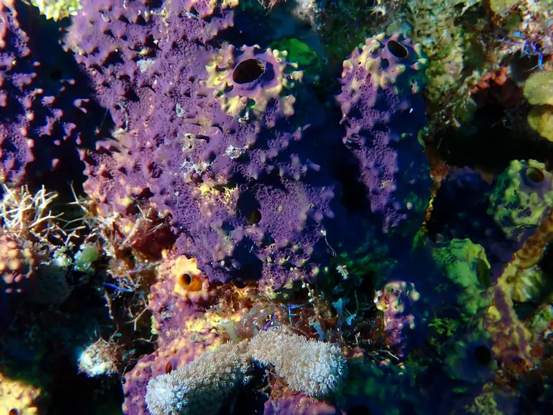 Branching Tube Sponge (Aiolochroia crassa)
