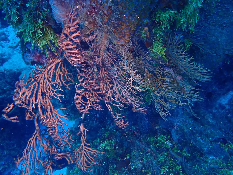 Deepwater Sea Fan (Iciligorgia schrammi)