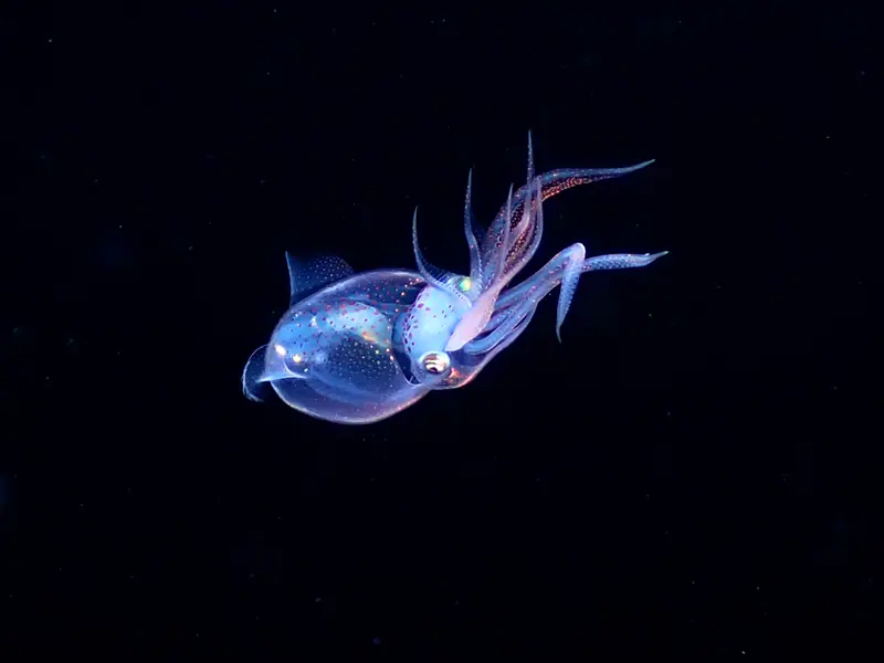 Diamondback Squid (Thysanoteuthis rhombus)