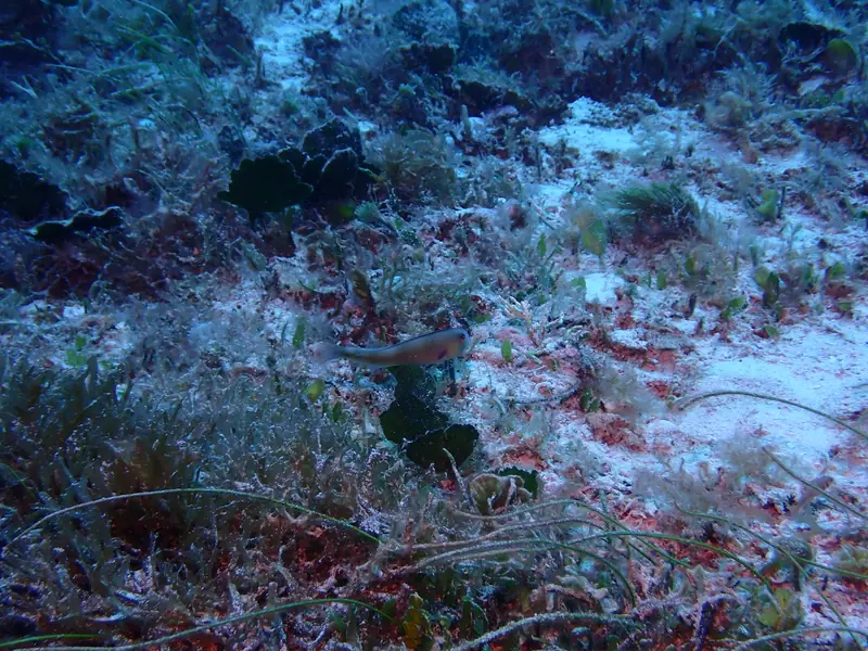 Rosy Razorfish (Xyrichtys martinicensis)