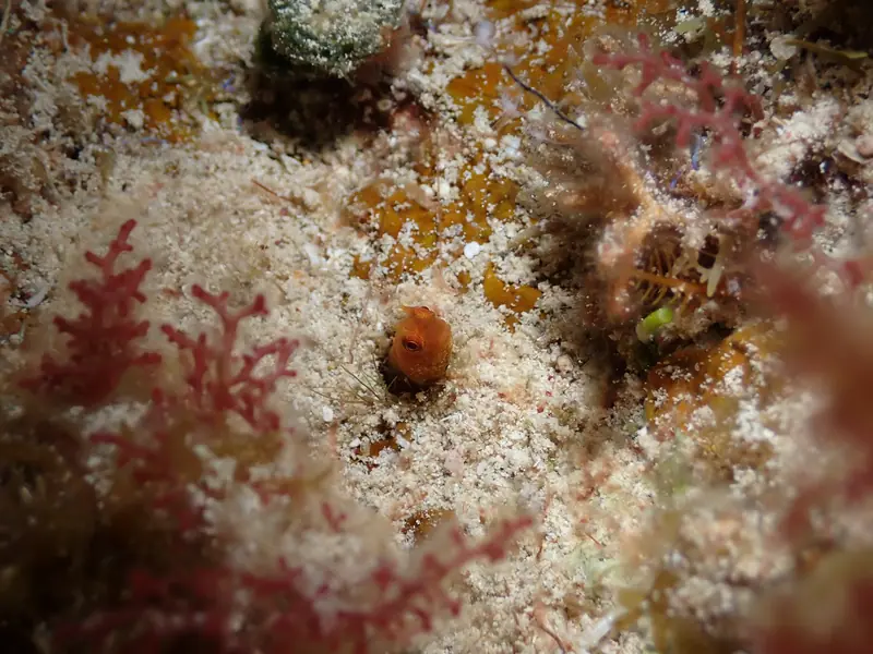False Papillose Blenny (Acanthemblemaria greenfieldi)