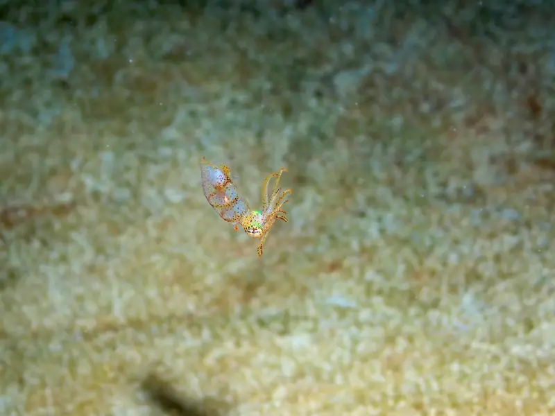 Grass Squid (Pickfordiateuthis pulchella)