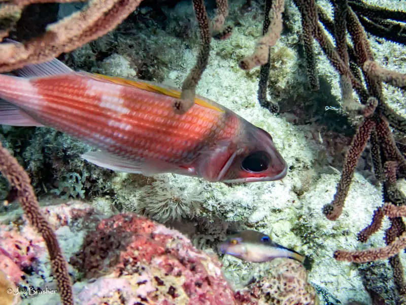 Squirrelfish (Holocentrus adscensionis)