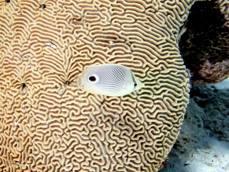 Four-eyed Butterflyfish (Chaetodon capistratus)