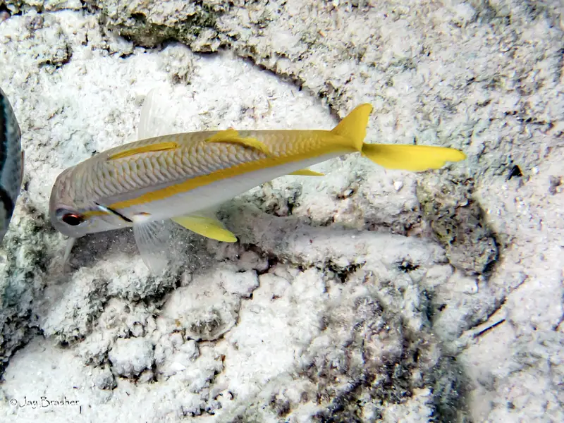 Yellow Goatfish (Mulloidichthys martinicus)