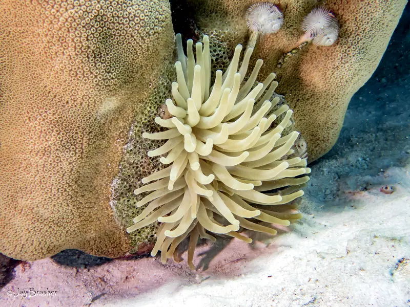 Giant Anemone (Condylactis gigantea)