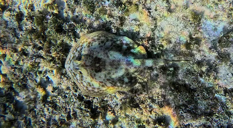 Yellow Stingray (Urobatis jamaicensis)