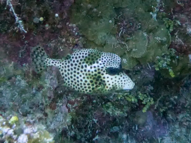 Spotted Trunkfish (Lactophrys bicaudalis)