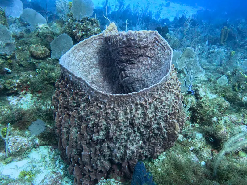 Giant Barrel Sponge (Xestospongia muta)
