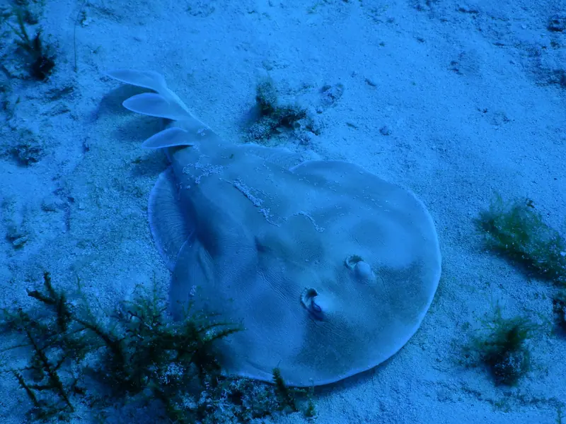Caribbean Electric Ray (Narcine bancroftii)