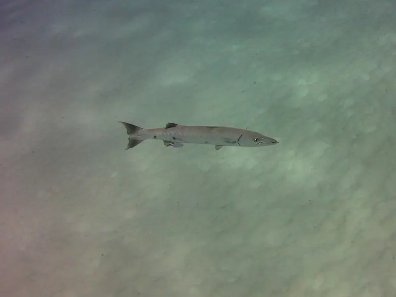 Great Barracuda (Sphyraena barracuda)