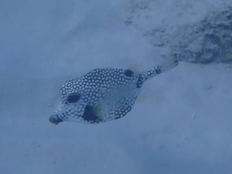 Smooth Trunkfish (Lactophrys triqueter)
