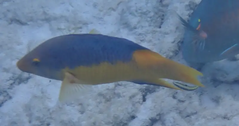 Spanish Hogfish (Bodianus rufus)