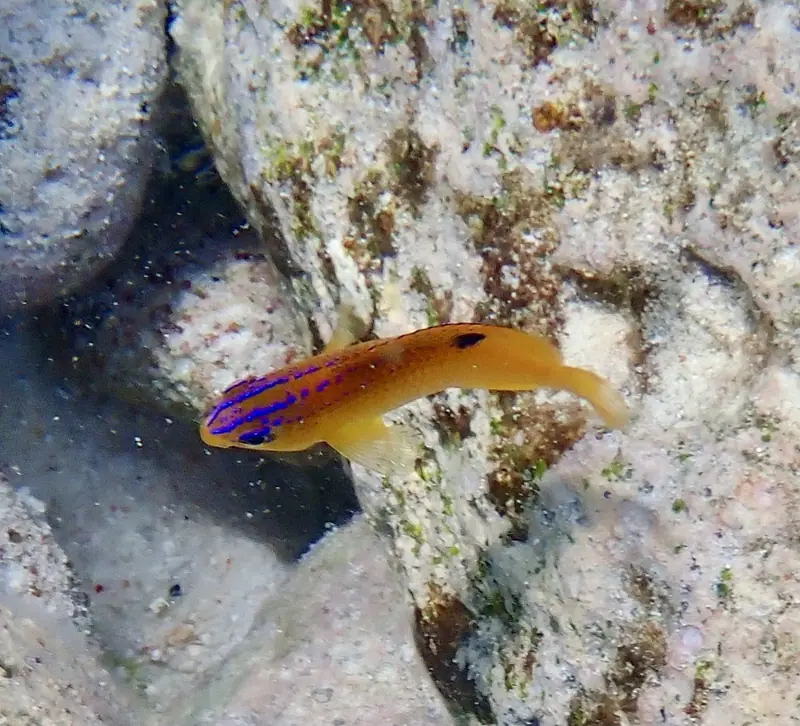 Longfin Damselfish (Stegastes diencaeus)