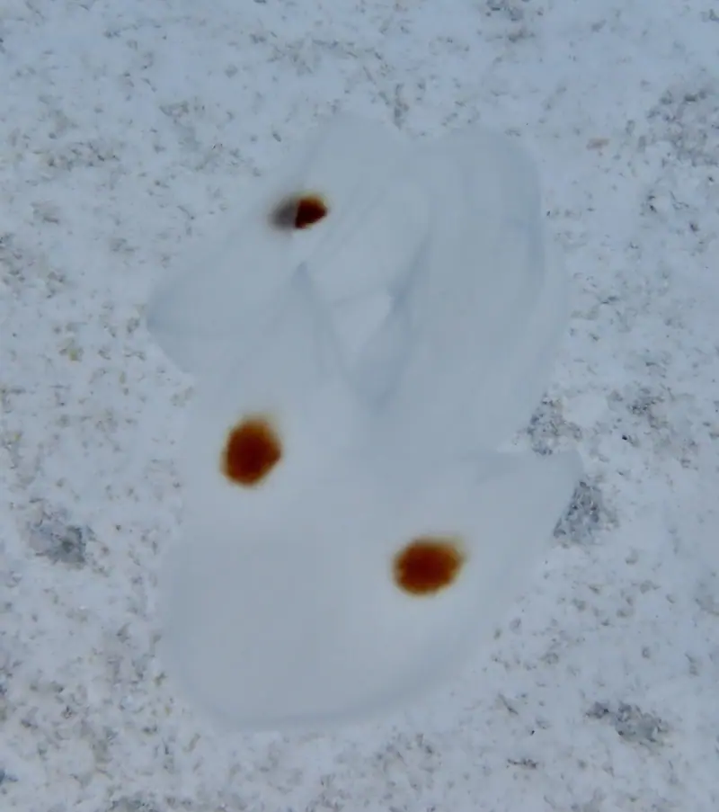 spot winged comb jellyfish (Ocyropsis maculata)