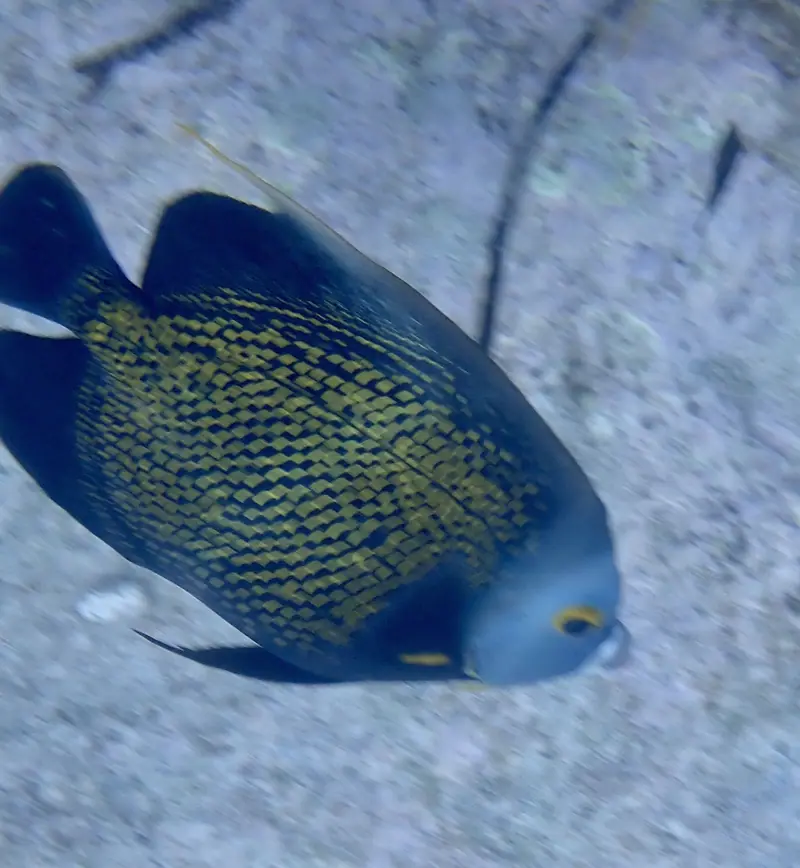 French Angelfish (Pomacanthus paru)